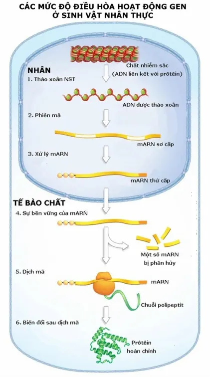 Sơ đồ các cấp độ kiểm soát chức năng của gen điều hòa ở sinh vật nhân thực