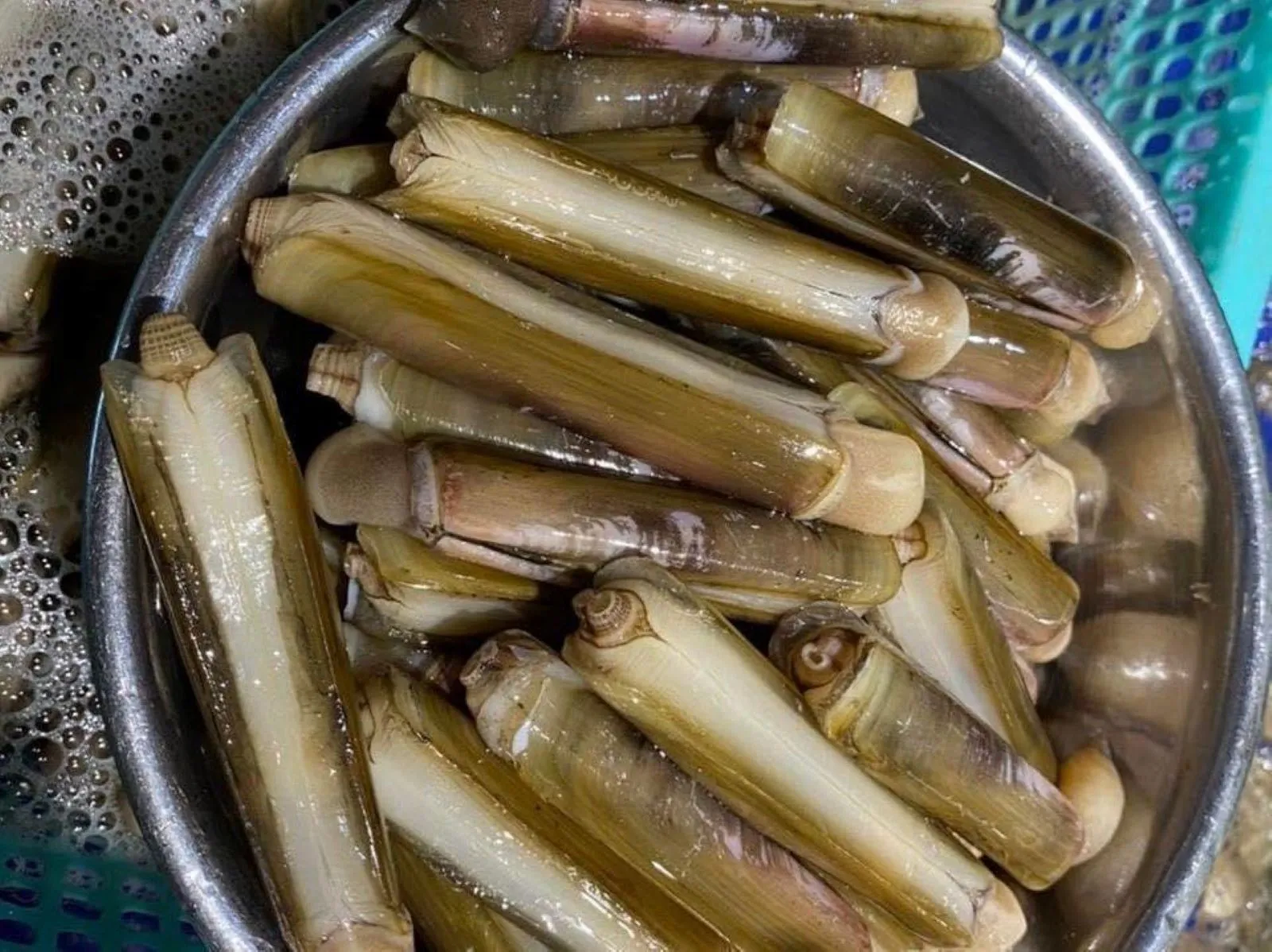 Ốc móng tay được bảo quản đúng cách giữ trọn dinh dưỡng tại Điện Máy Ánh Ngân.