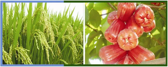 Hướng dẫn ứng dụng BrightStar 25SC trong quy trình xử lý ra hoa và tăng sức chống chịu cho cây trồng hiện đại