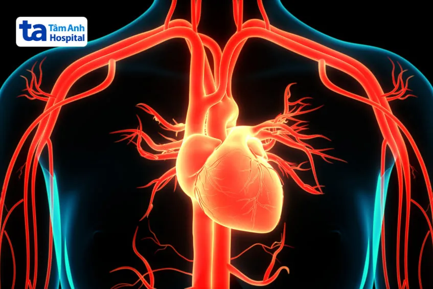 Cơ chế điều hòa huyết áp đảm bảo máu được phân phối đều đến các cơ quan