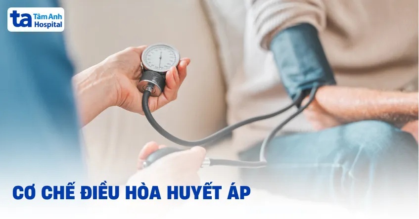 Cơ chế điều hòa huyết áp giúp duy trì áp lực máu ổn định