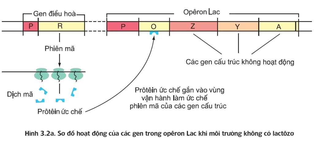 Cơ chế hoạt động khi không có Lactose cho thấy chức năng của gen điều hòa trong việc ức chế
