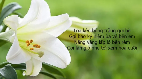 Sự tích hoa loa kèn