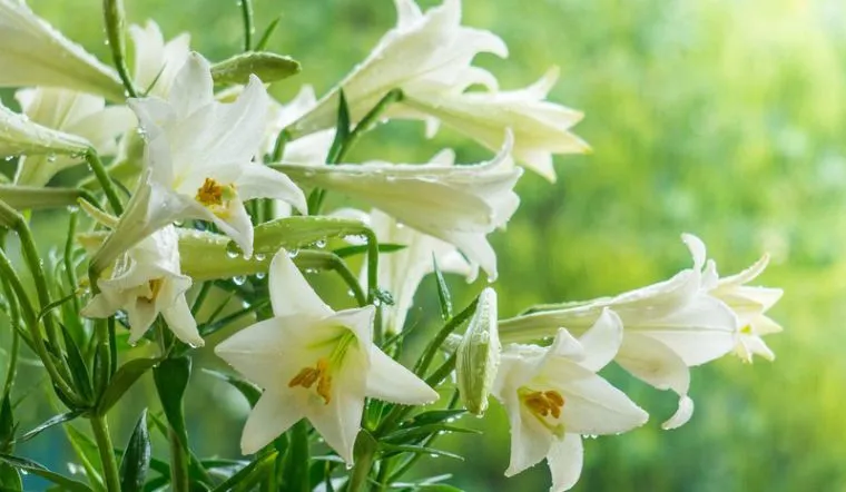 hoanelly hoa loa kèn trắng 1. jpg