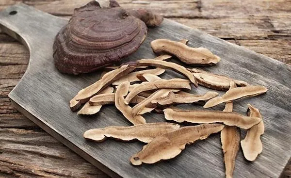 Máy sấy nấm linh chi công nghiệp hiệu suất cao năm 2026